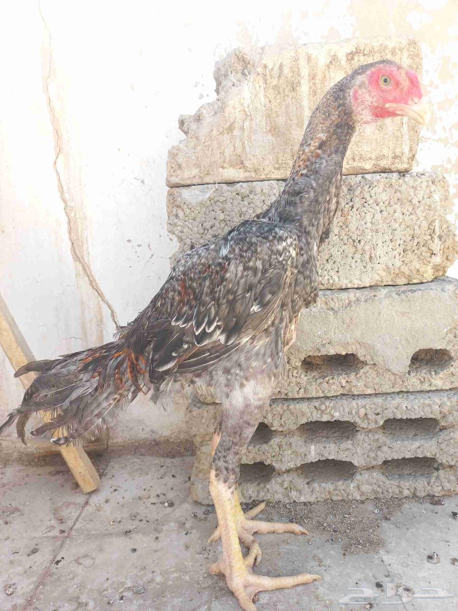 ديك شامو ياباني64513341292162111