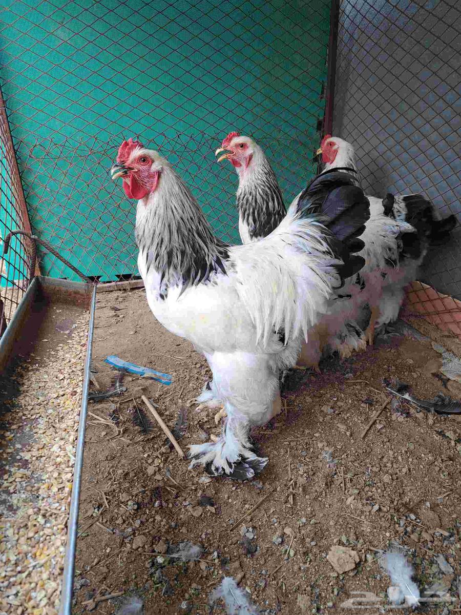 ديك أو ديوك براهما كولومبي أصيل للبيع64518278596611114