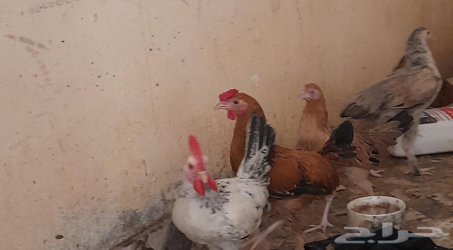Rooster for sale, quantity 1, Brahma hybrid...64516296798209112