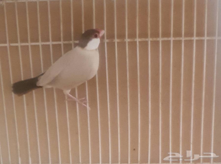 Java Cashew64513368711043112