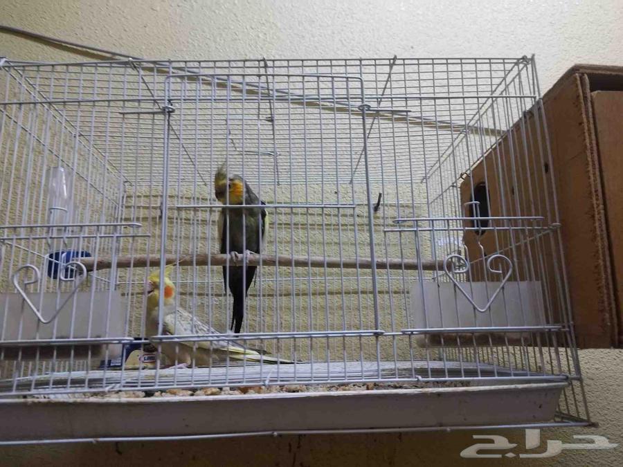 كراون ذكر وانثى الذكر متربي مع القفص ب 500 ريال64512832322818110