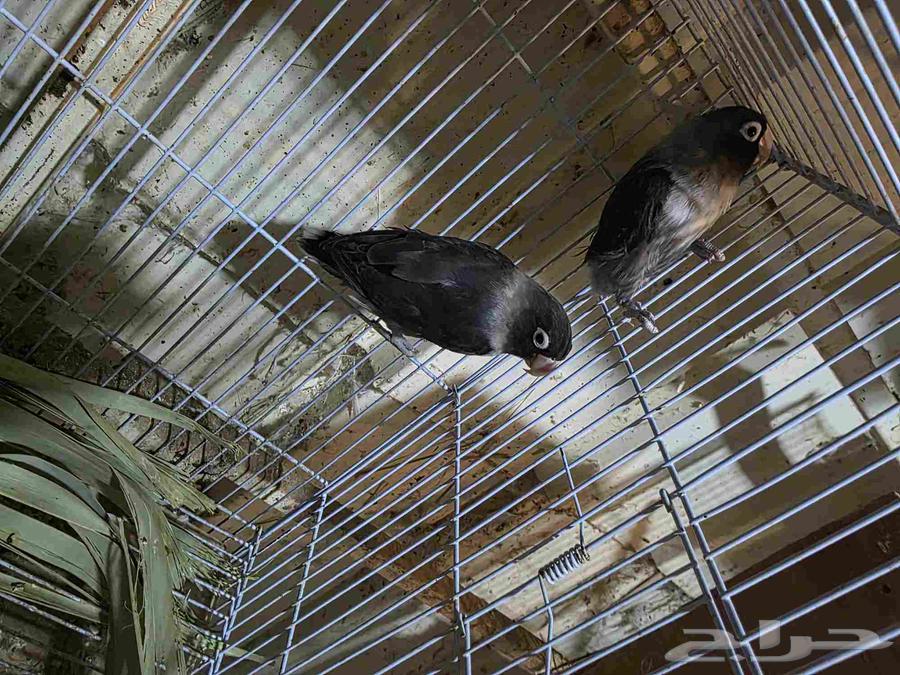 للبيع جوز فيشر64517988891651110