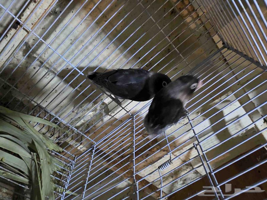 للبيع جوز فيشر64517988891651112