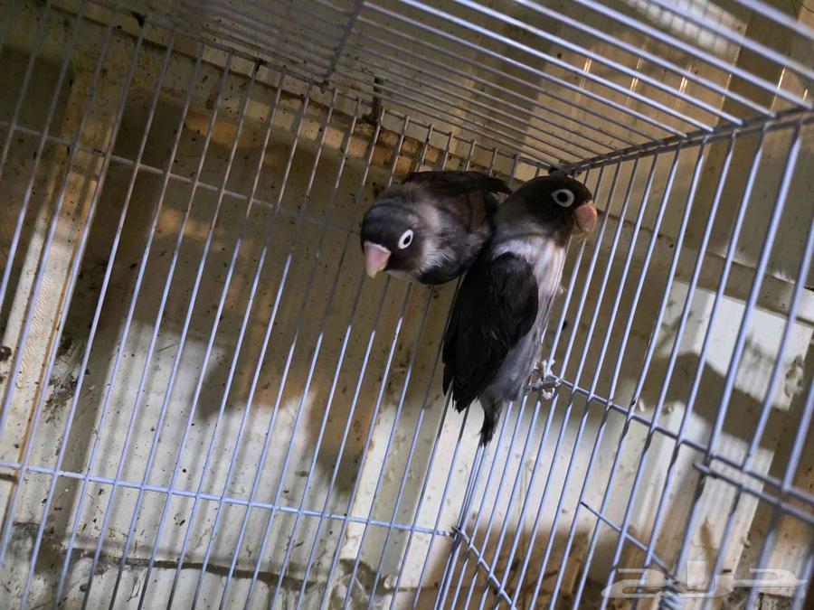 للبيع جوز فيشر64517988891651113