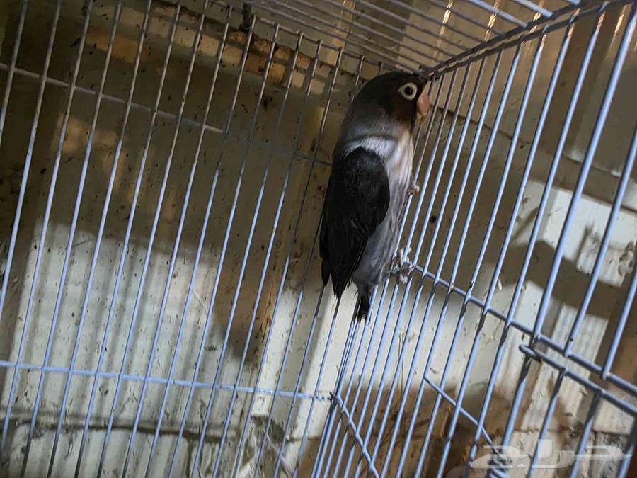 للبيع جوز فيشر64517988891651111