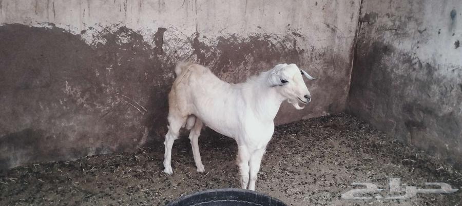 تيس للبيع فحل عل السوم64511562350977110