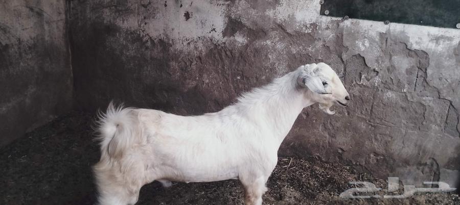 تيس للبيع فحل عل السوم64511562350977111