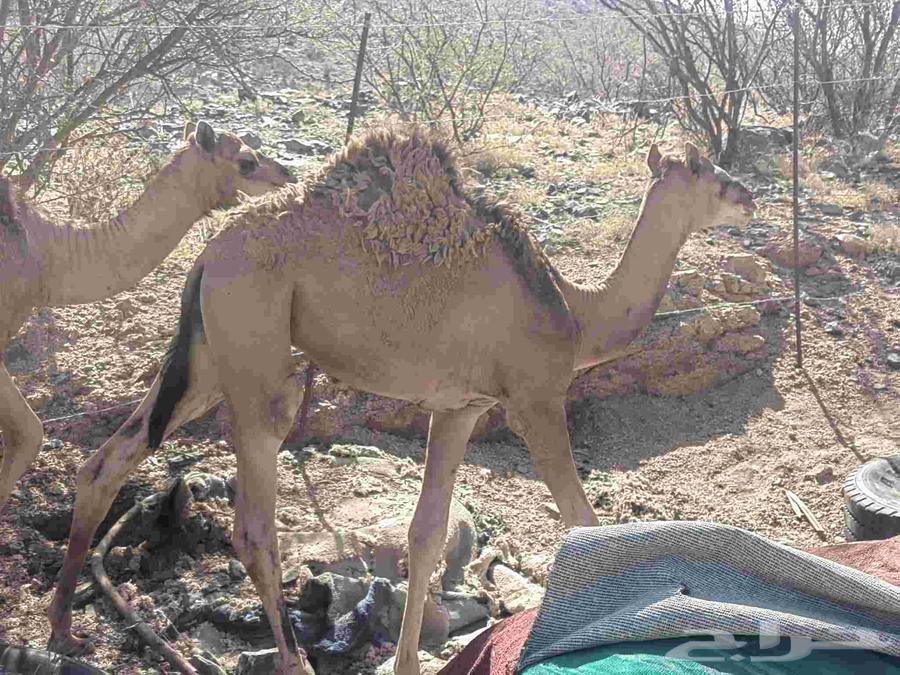 Hatchback for sale64516907607555110