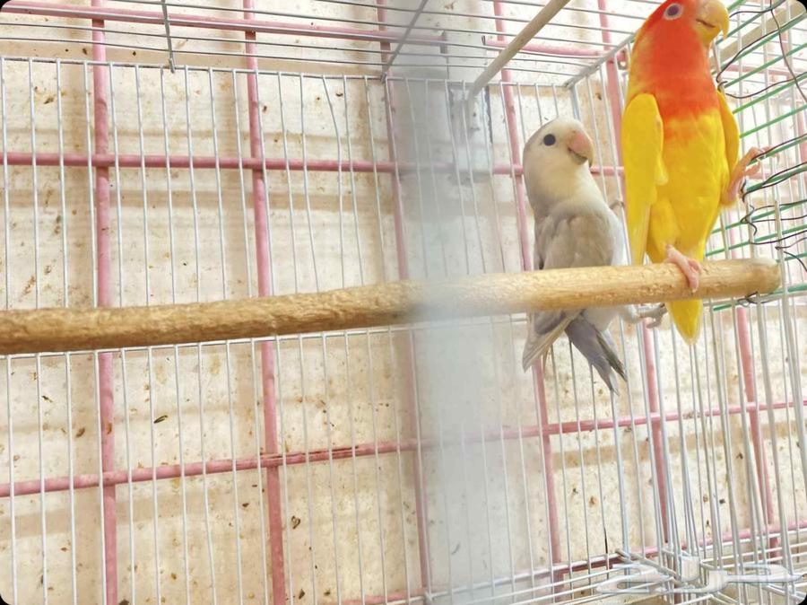 Pair of Roses64513198259713112