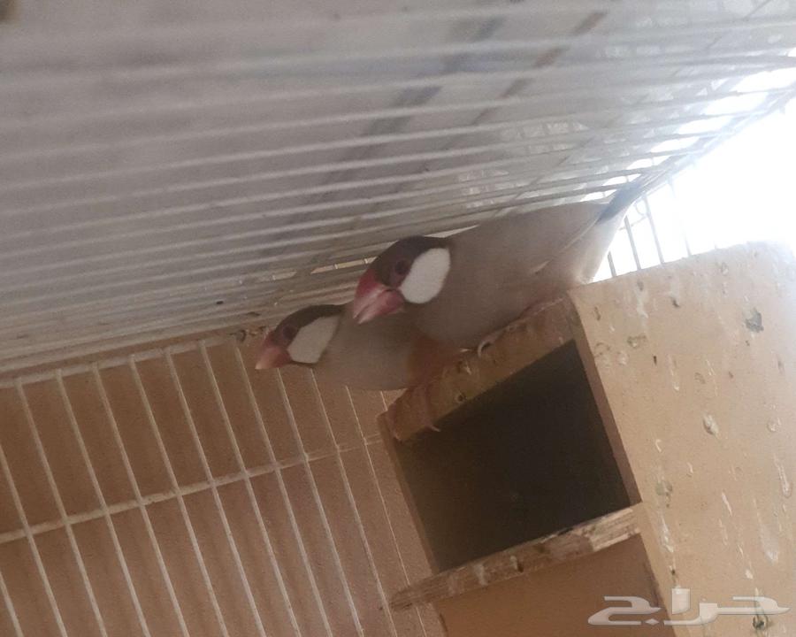 Java Cashew64513368711043111