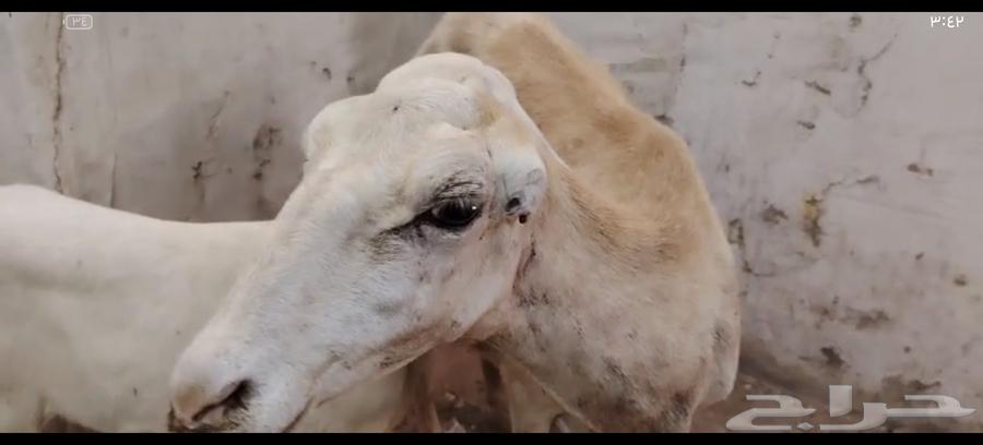 ضأن منتوج للبيع64511619047170111