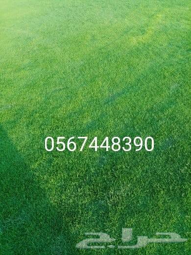 تيل سي 2000 صافي وطبيعي64511142605697111