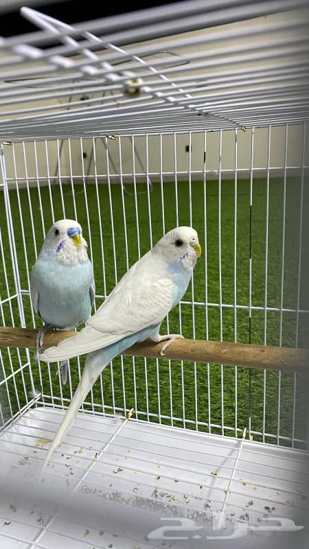 طيور بادجي (الحب) سليمه64513894255617111