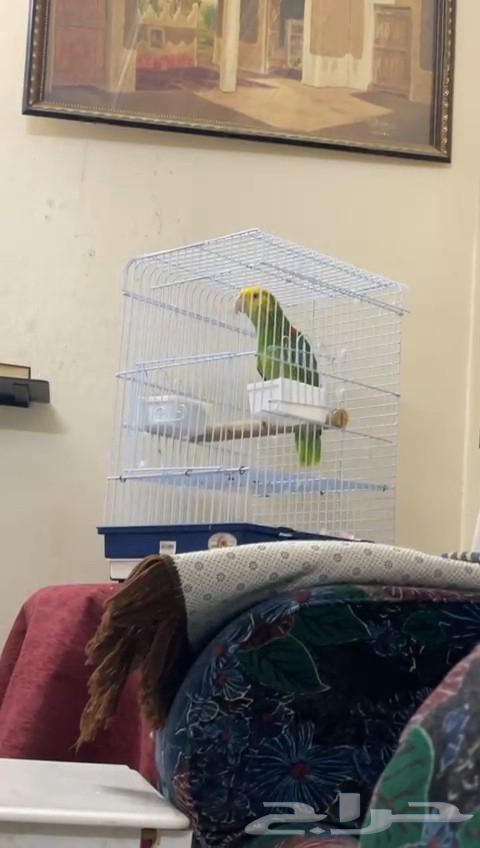 امازون دبل يلوهيد ماقنا64512316224513111