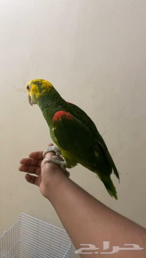 امازون دبل يلوهيد ماقنا64512316224513114