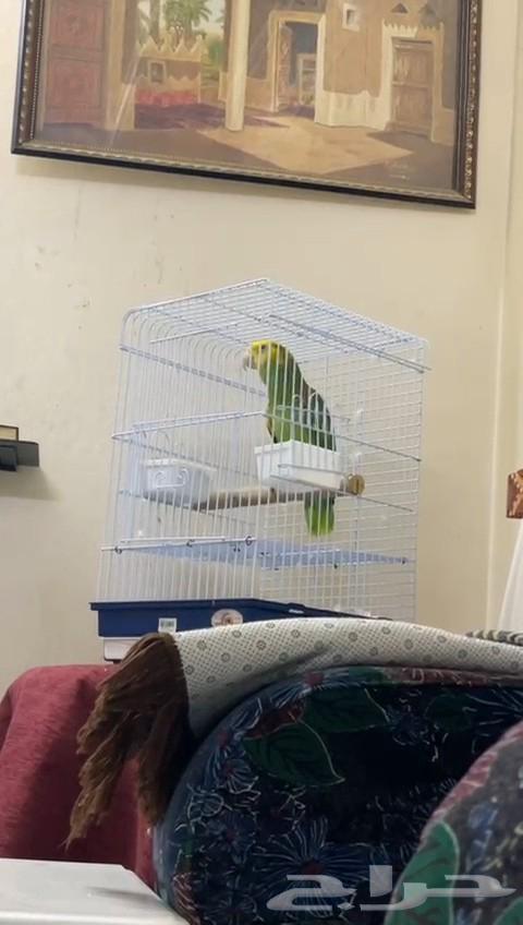 امازون دبل يلوهيد ماقنا64512316224513110