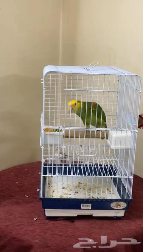 امازون دبل يلوهيد ماقنا64512316224513113