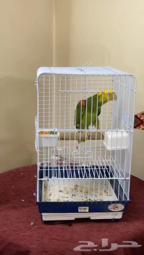 امازون دبل يلوهيد ماقنا64512316224513112