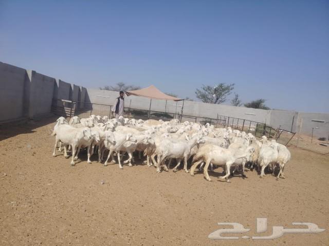 Harsh Sheep64513907884547110