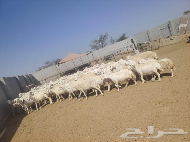 Harsh Sheep64513907884547111