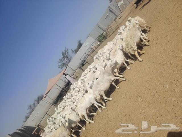 Harsh Sheep64513907884547112