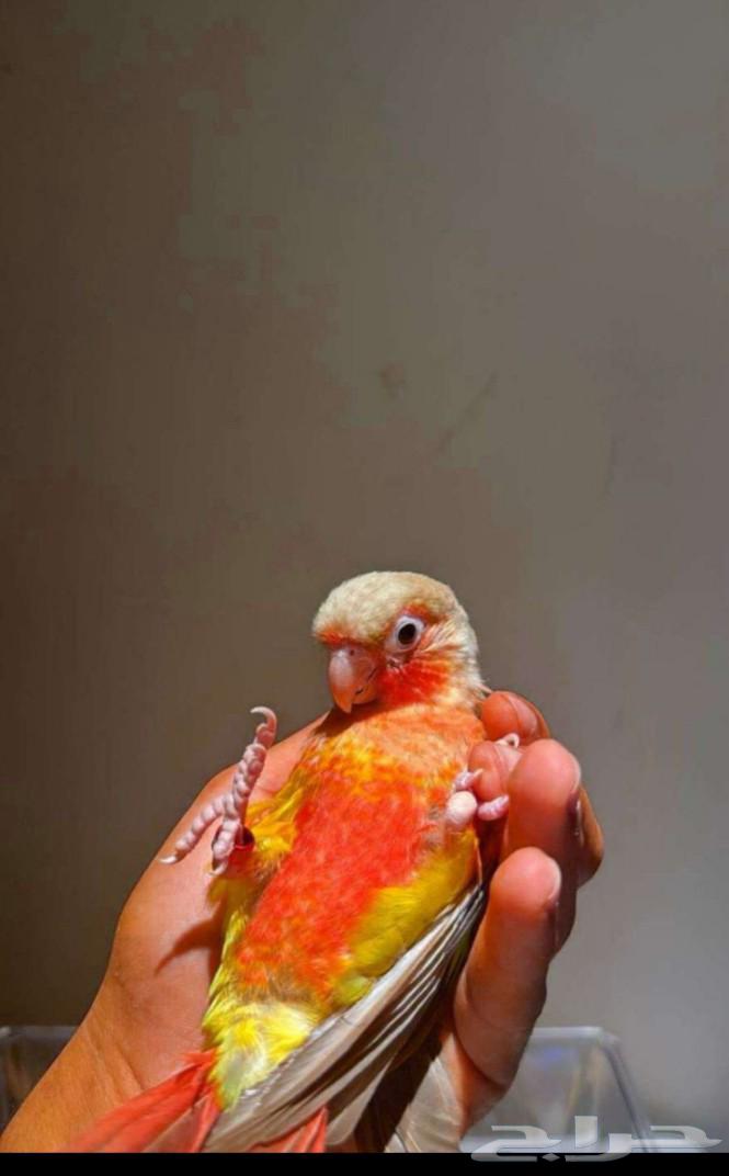 فرخ كنيور اناناس هدد نشبه ((تم البيع))64516016860674110