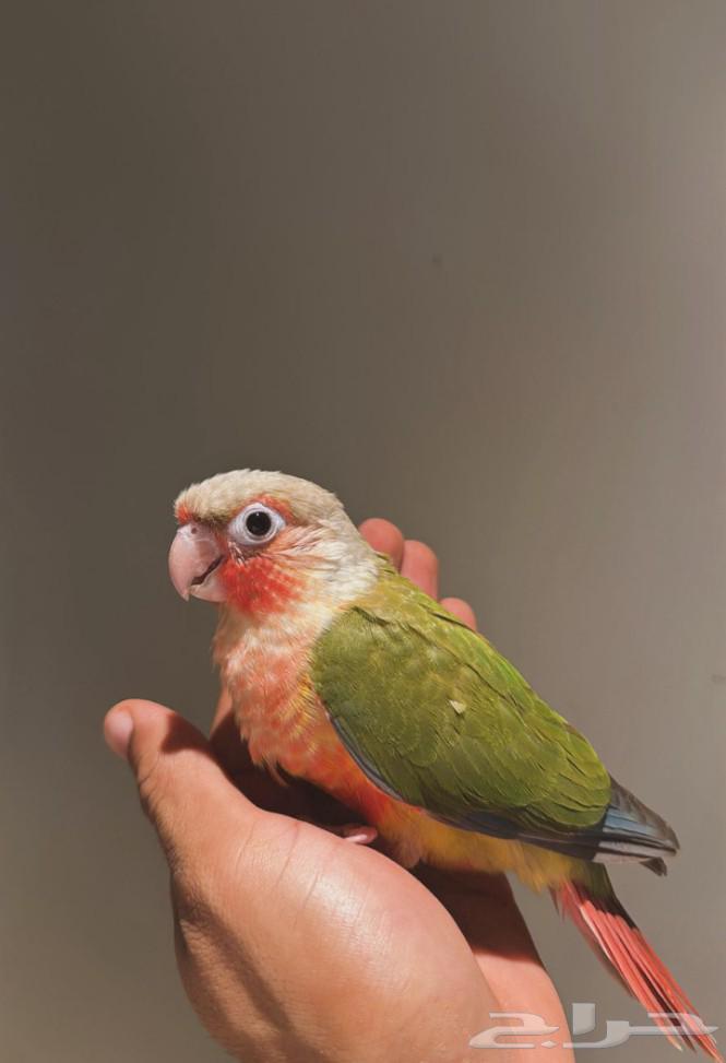 فرخ كنيور اناناس هدد نشبه ((تم البيع))64516016860674111