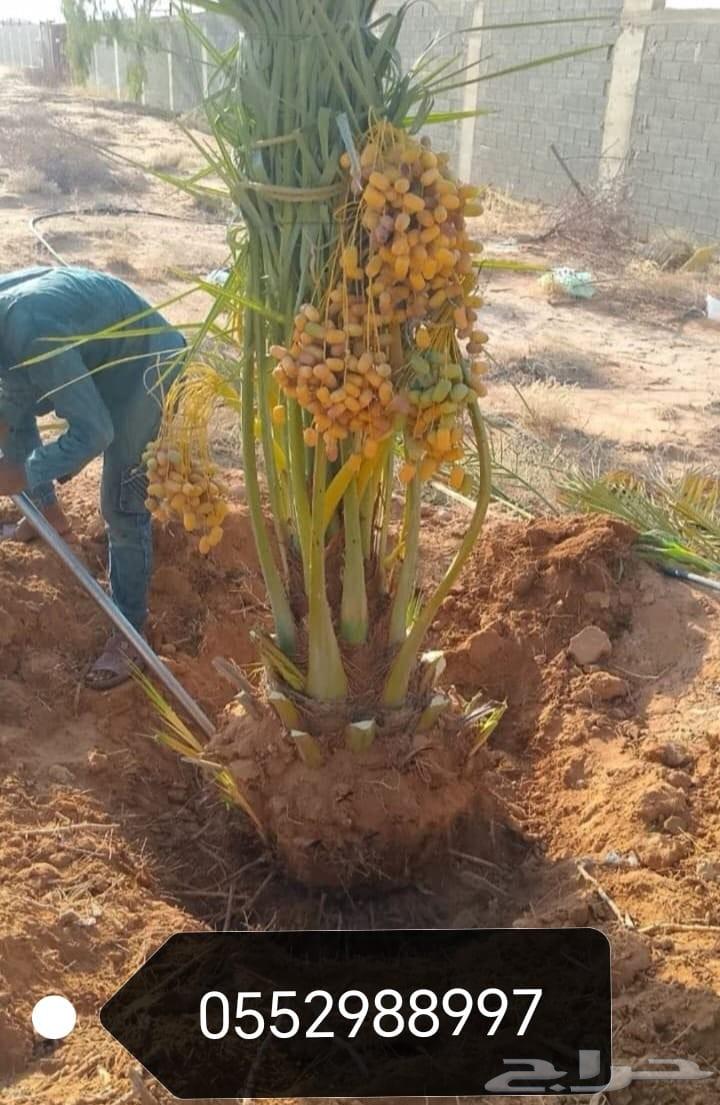 Palm trees for sale, good quality64517705103235114