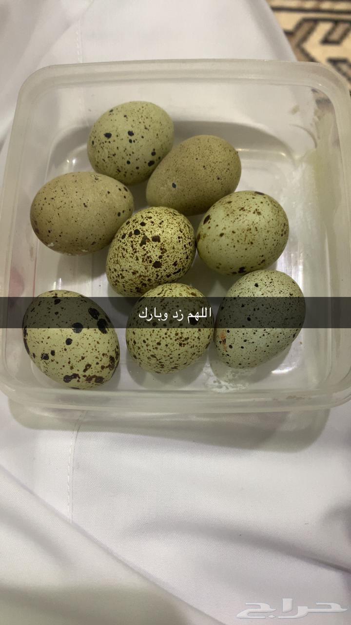 بيض سمان64513714989441110
