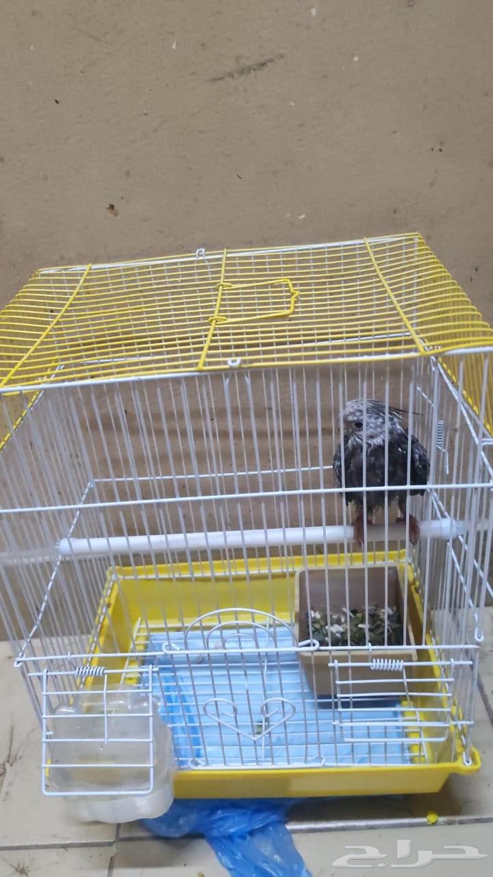 كروان او كوكتيل اليفه أنثى العمر 3شهور64514030913411113