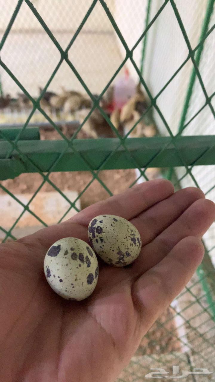 بيض سمان64513714989441111