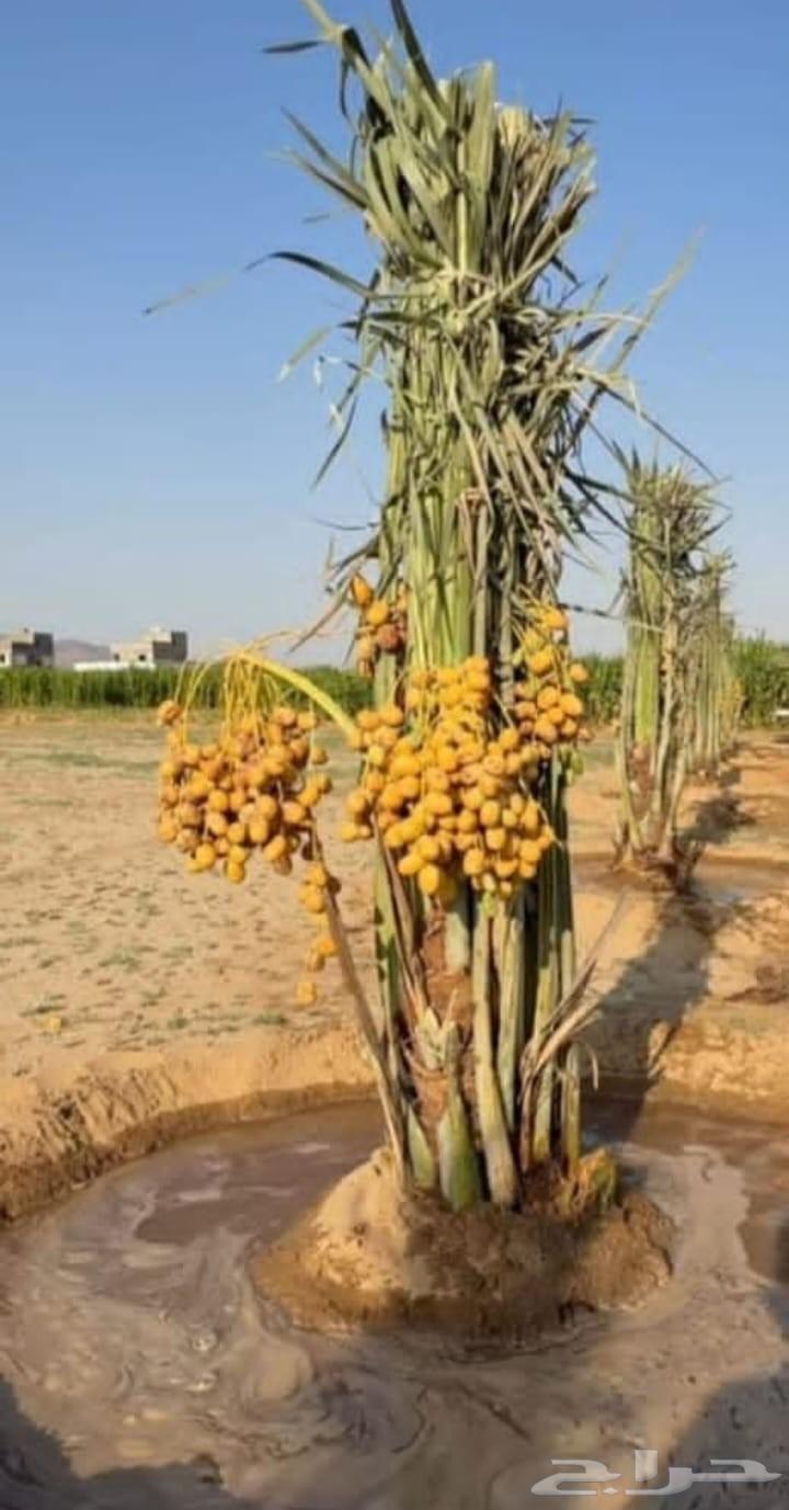 Palm trees for sale, good quality64517705103235112