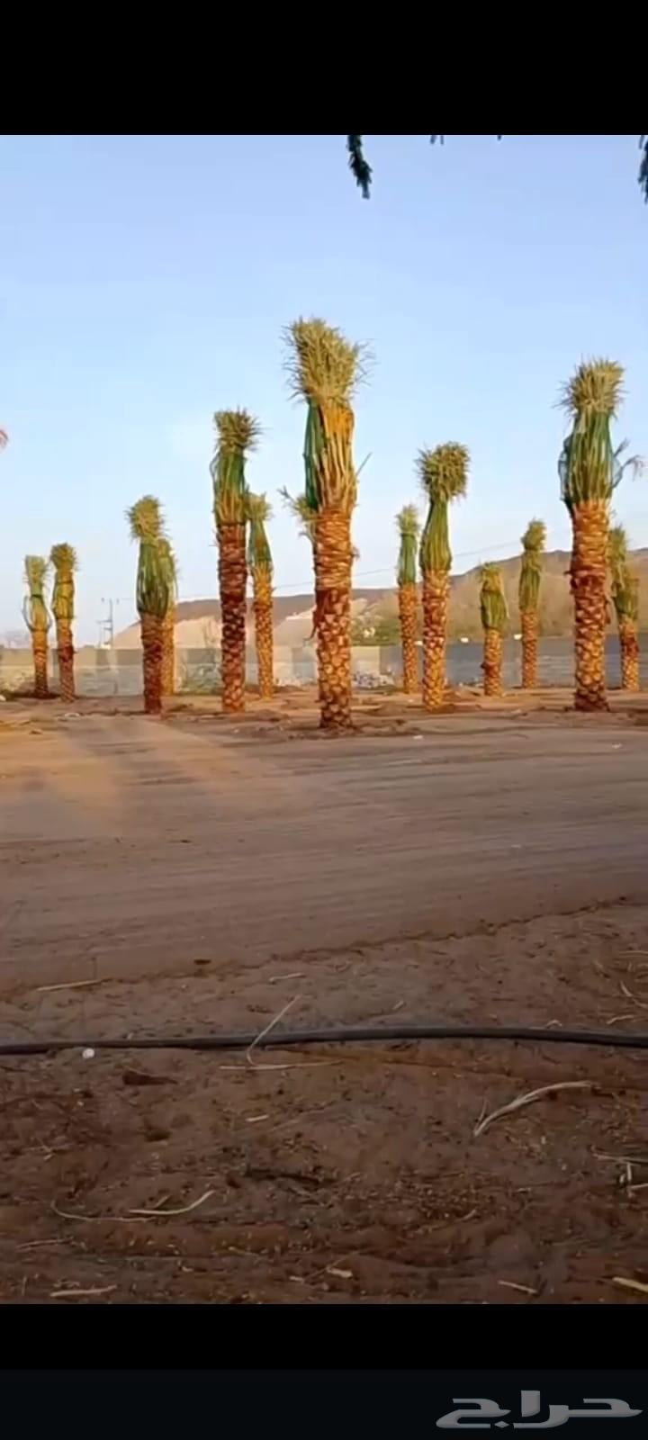 Palm trees for sale, good quality64517705103235113