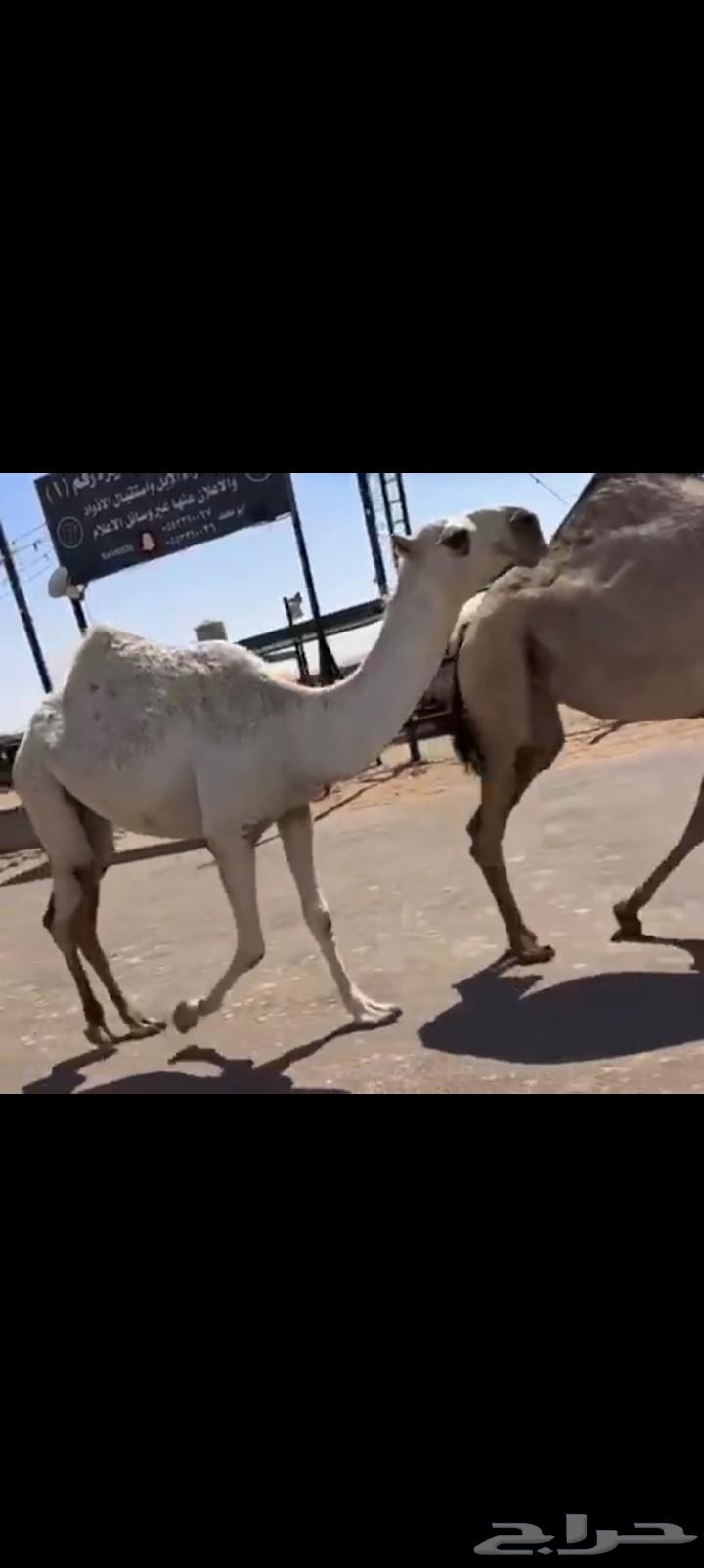 She owes 19 thousand from Shaeef and Haeeef64511954138498110