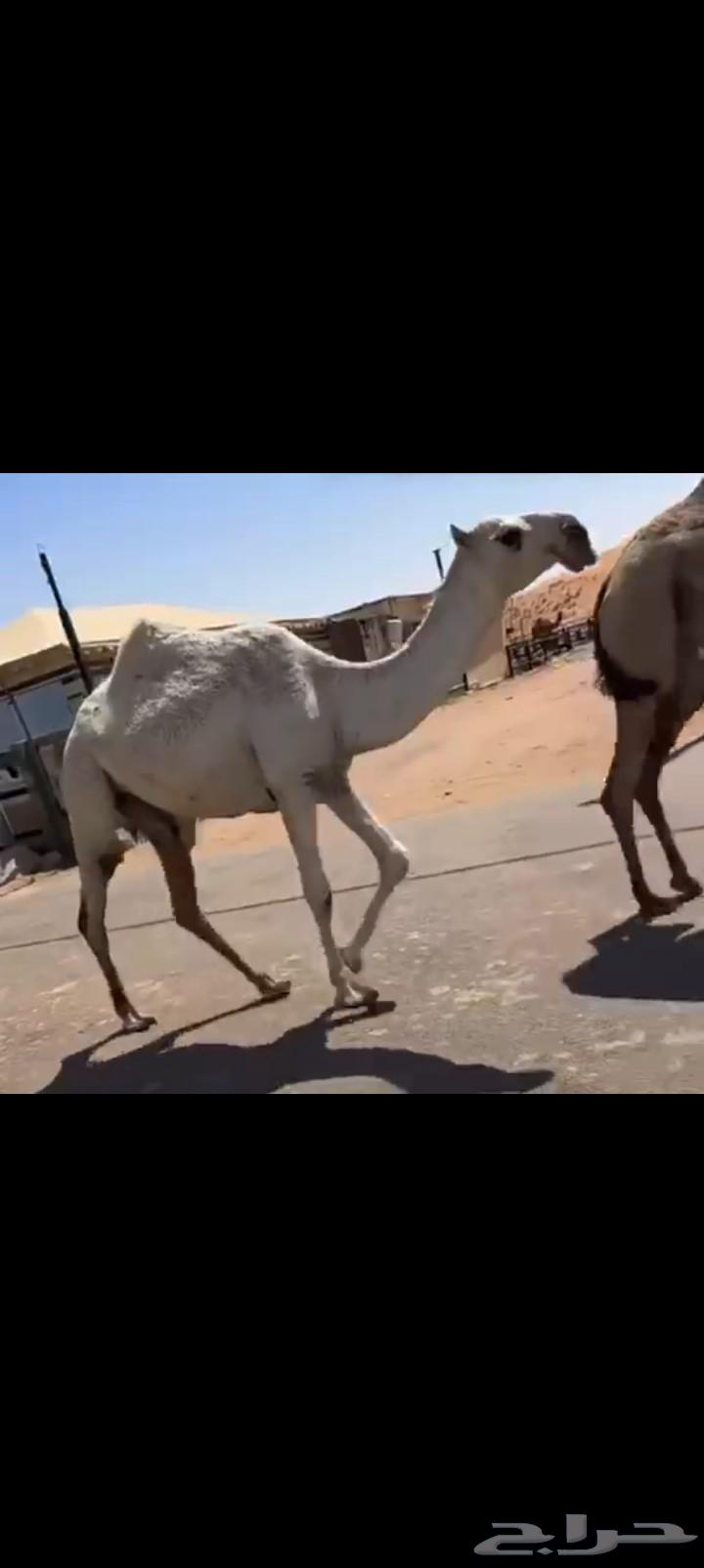 She owes 19 thousand from Shaeef and Haeeef64511954138498111