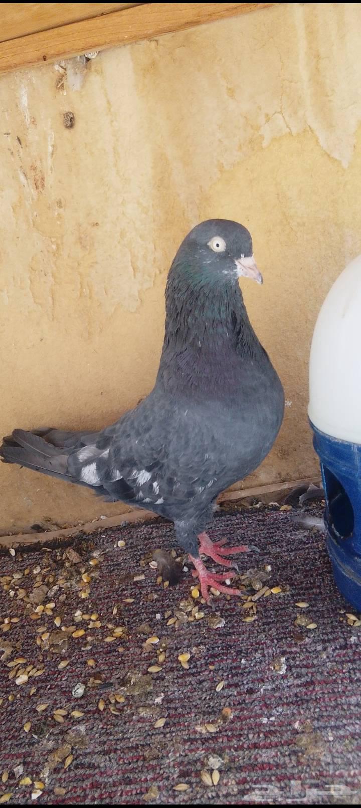 زوج رامبوري أسود بيور تحتة فرخين حد 30064516978379521114