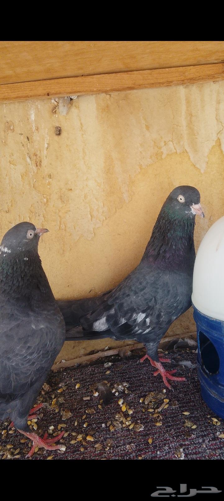 زوج رامبوري أسود بيور تحتة فرخين حد 30064516978379521113