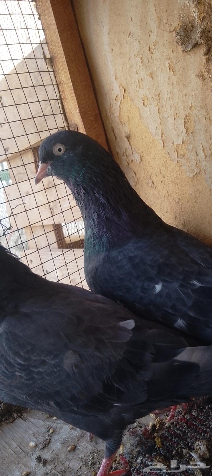 زوج رامبوري أسود بيور تحتة فرخين حد 30064516978379521110