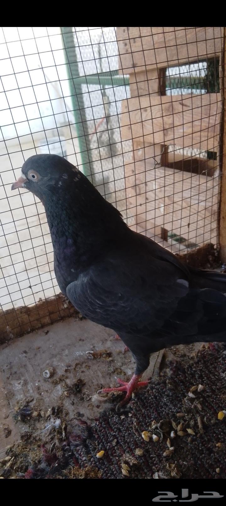 زوج رامبوري أسود بيور تحتة فرخين حد 30064516978379521111