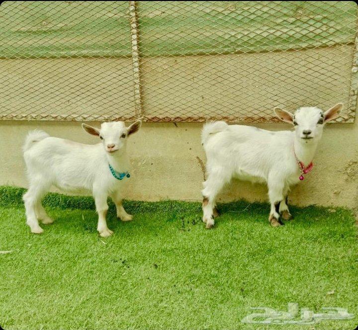 الماعز القزم ذكر وانثى للبيع البيع مستعجل والحد ب 400064510916185089110