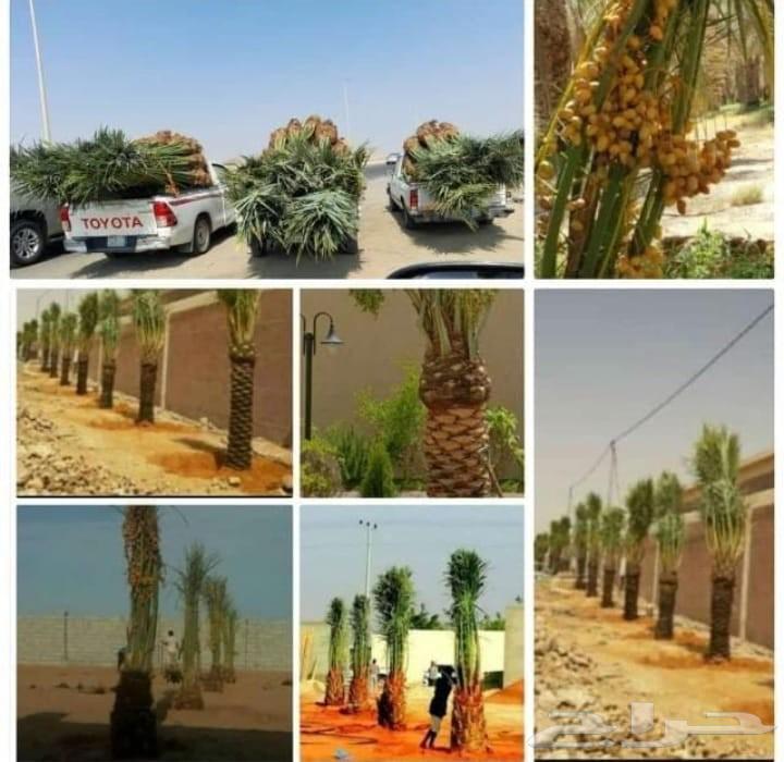 Palm trees for sale, good quality64517705103235111