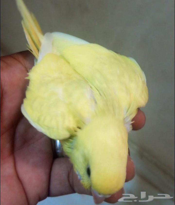 Baby budgies for sale, approximately 25 days to one and a half months old64512804555265111