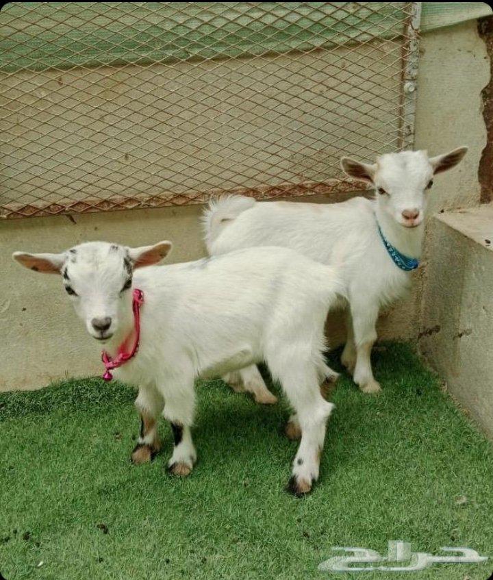 الماعز القزم ذكر وانثى للبيع البيع مستعجل والحد ب 400064510916185089111