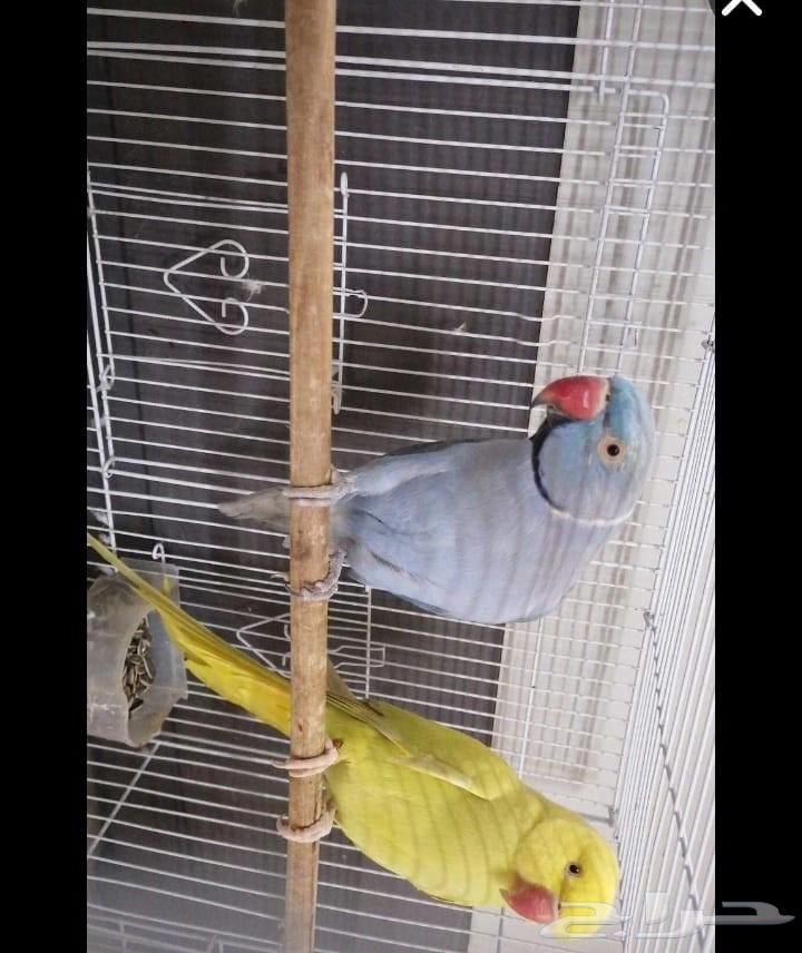 Birds of Wadi Joz for sale at 2000, end price, contact for details64516510839939112