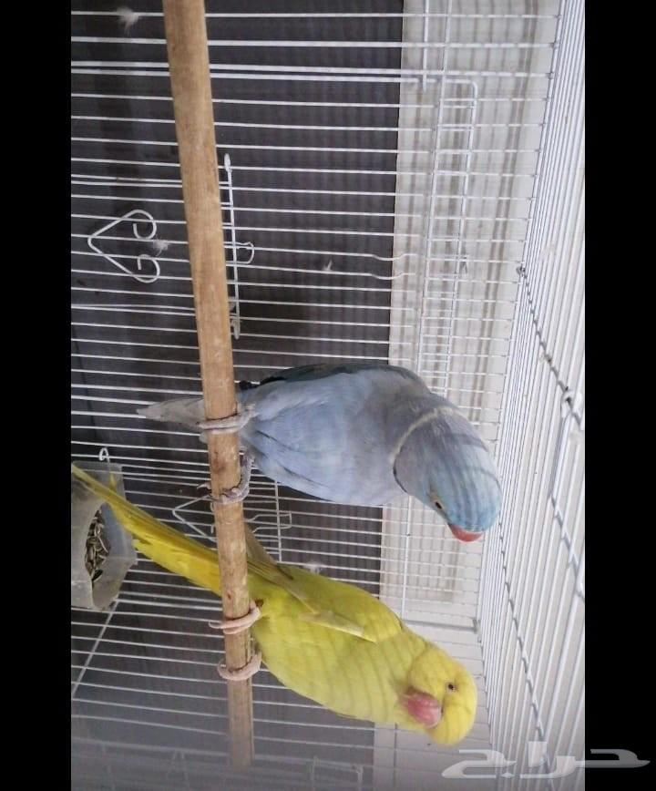 Birds of Wadi Joz for sale at 2000, end price, contact for details64516510839939110