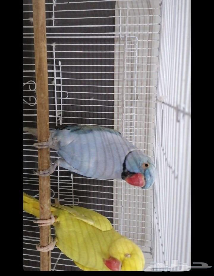 Birds of Wadi Joz for sale at 2000, end price, contact for details64516510839939111