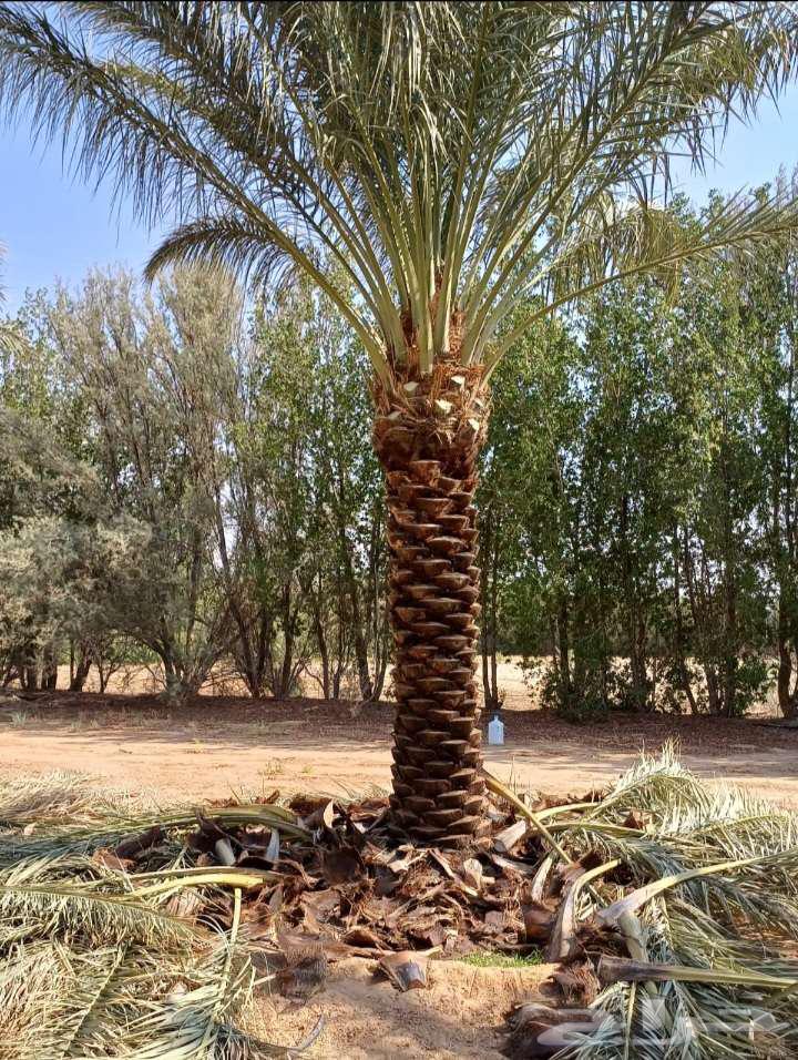 Jathayth for sale on request in Riyadh and surrounding areas64515905921793113