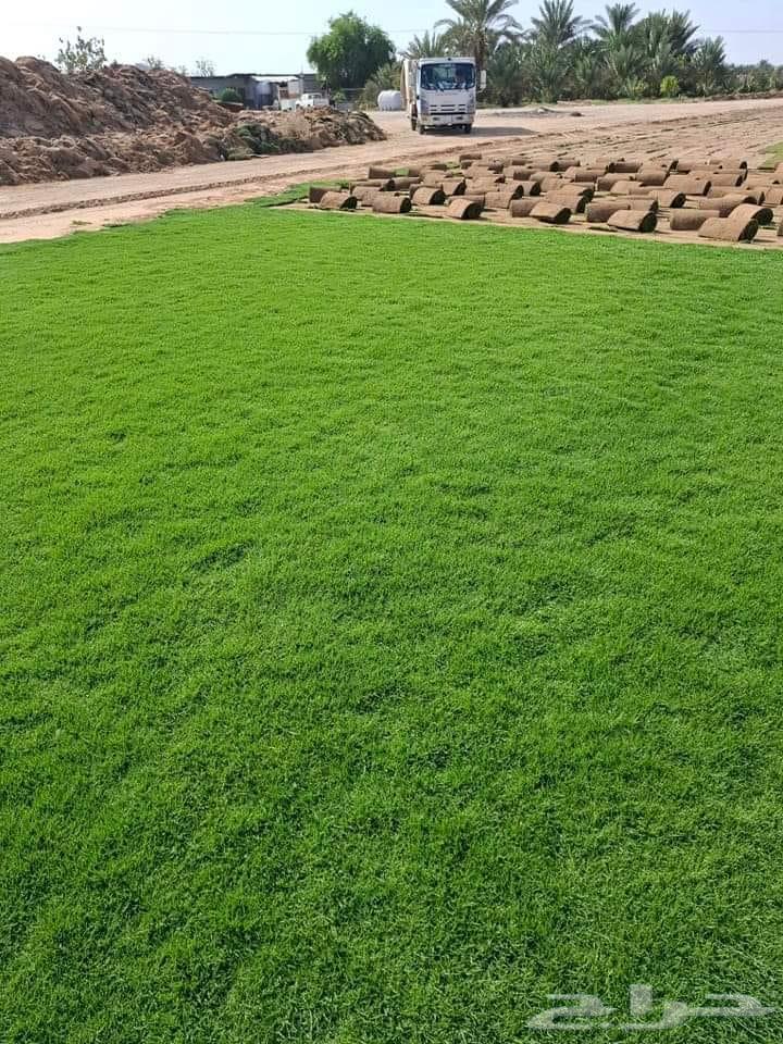 تيل سي 2000 صافي وطبيعي64511142605697112