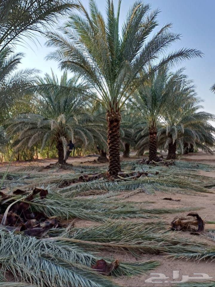 Jathayth for sale on request in Riyadh and surrounding areas64515905921793114