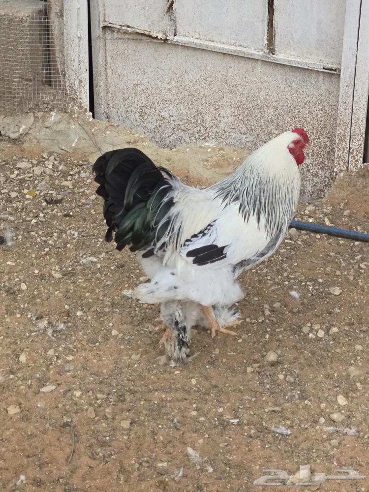 دجاج براهما للبيع64513313643395113